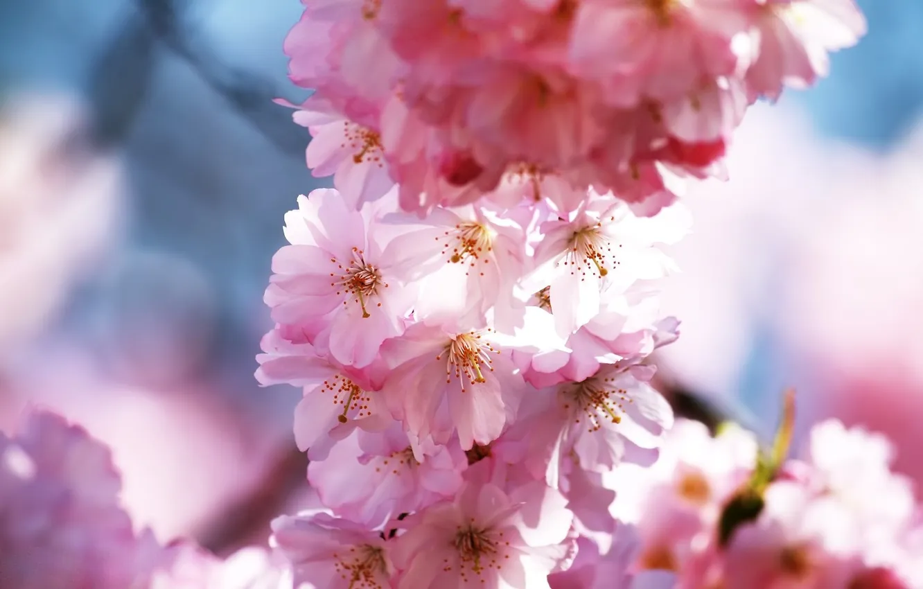 Photo wallpaper macro, flowers, cherry, branch, spring, petals, Sakura, pink