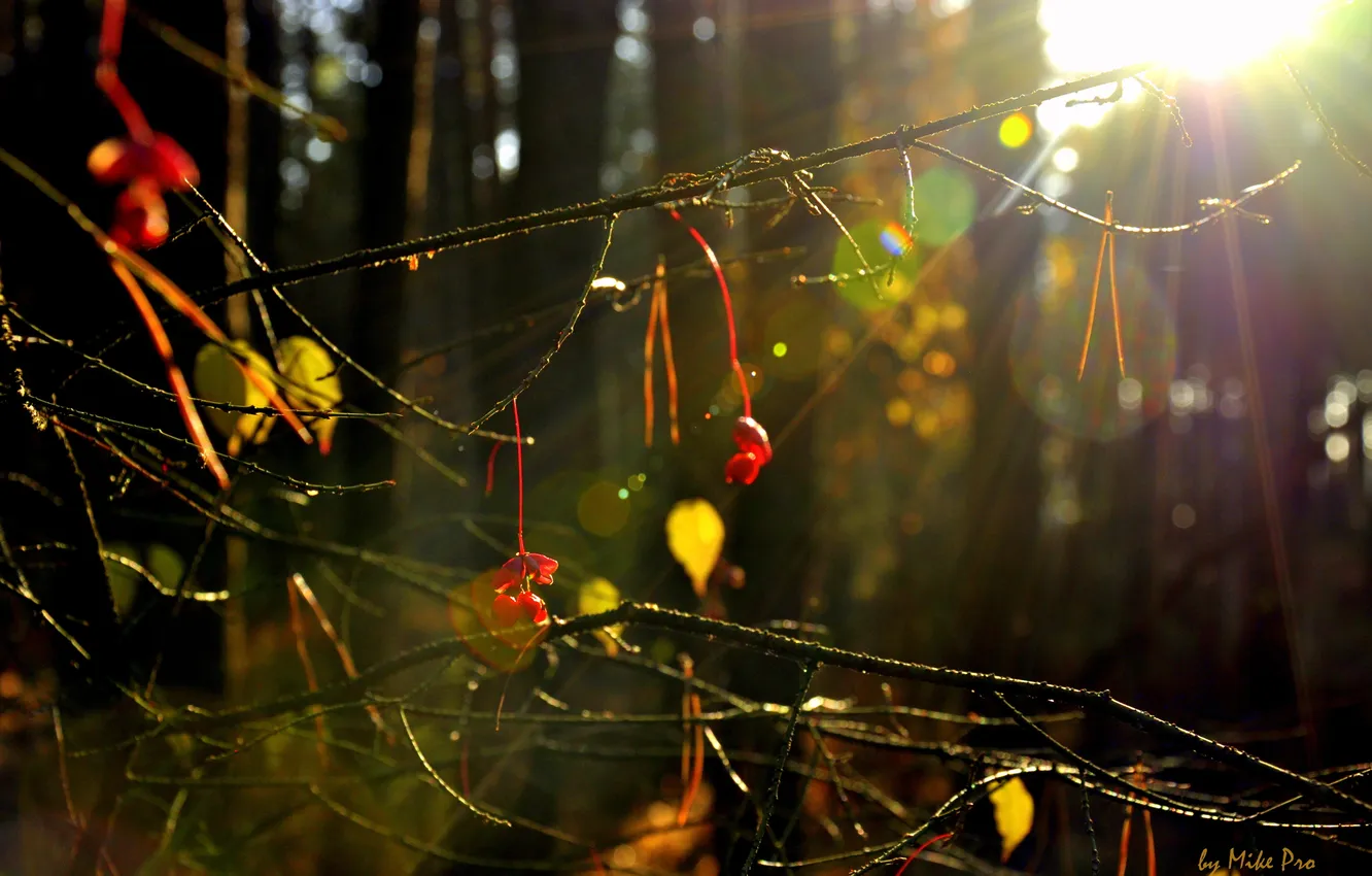 Photo wallpaper forest, leaves, the sun, rays, berries, color, by mike pro