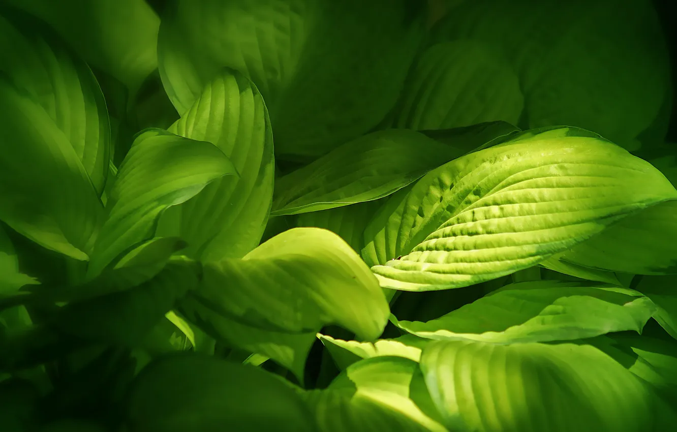 Photo wallpaper green, plants, green, leaves, leaves