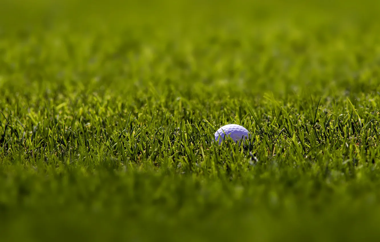 Photo wallpaper white, grass, macro, sport, focus, balls, green, Golf
