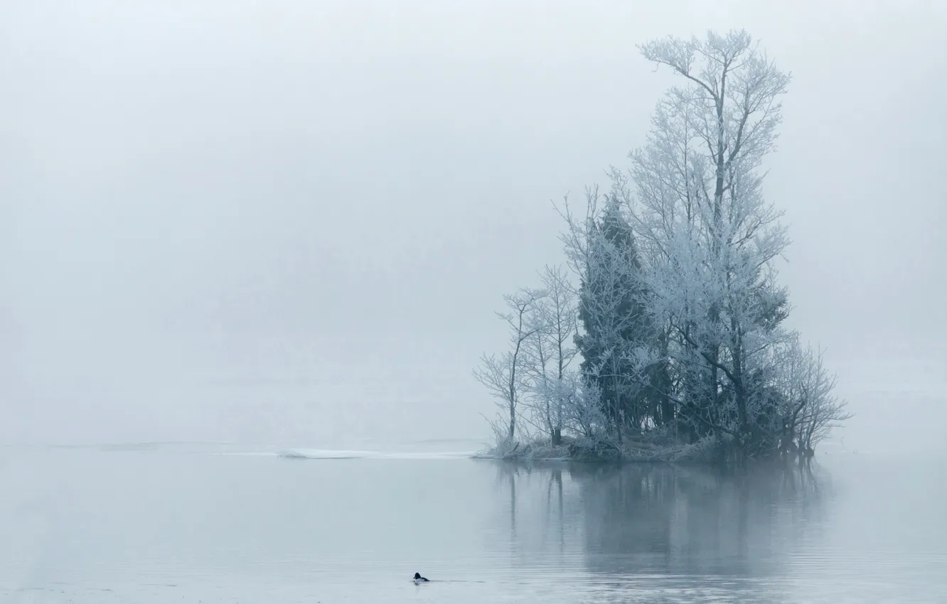 Photo wallpaper trees, landscape, nature, fog, lake, morning