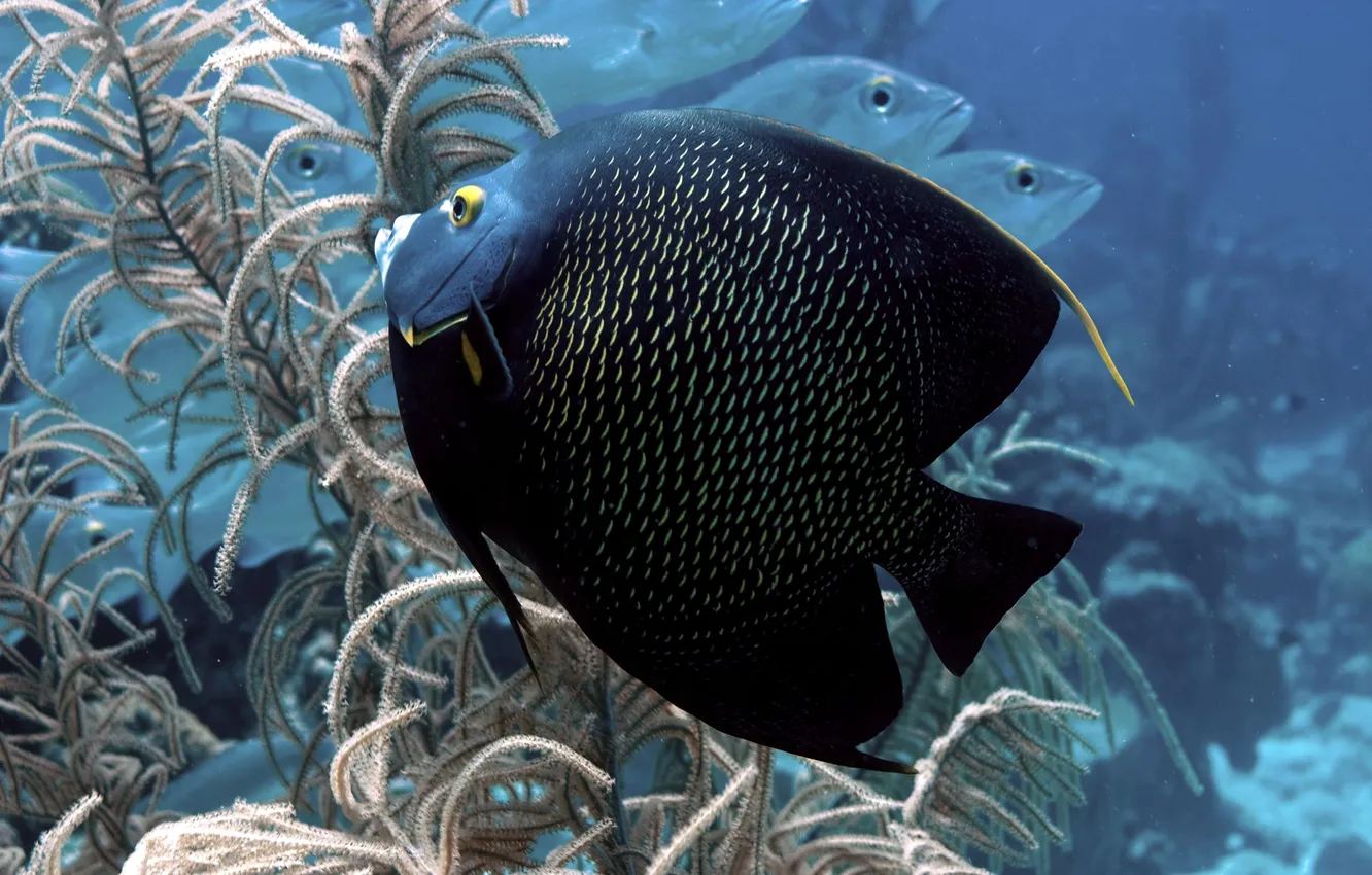 Photo wallpaper macro, fish, algae, black, the world, spot, underwater