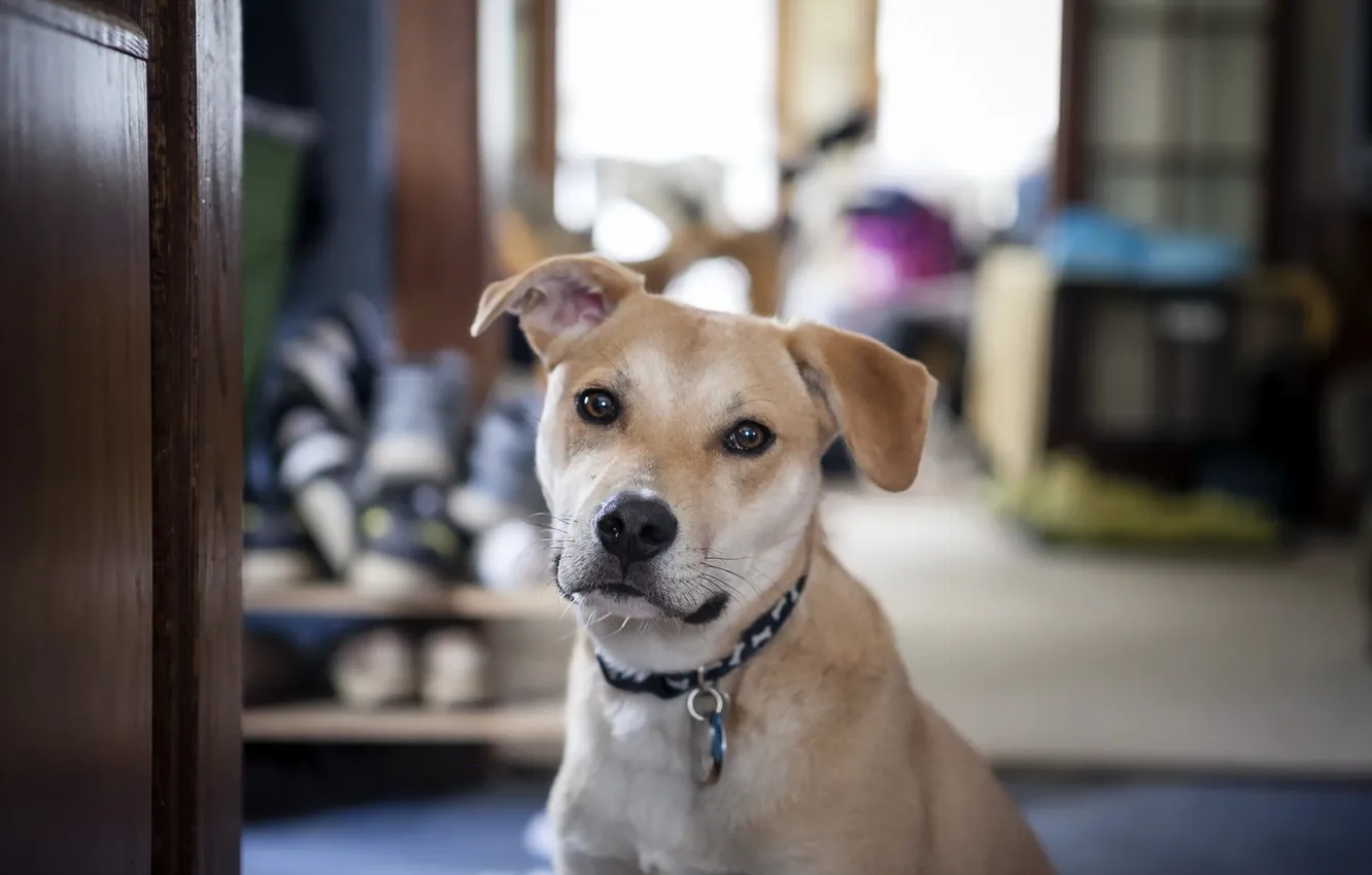 Photo wallpaper look, each, dog