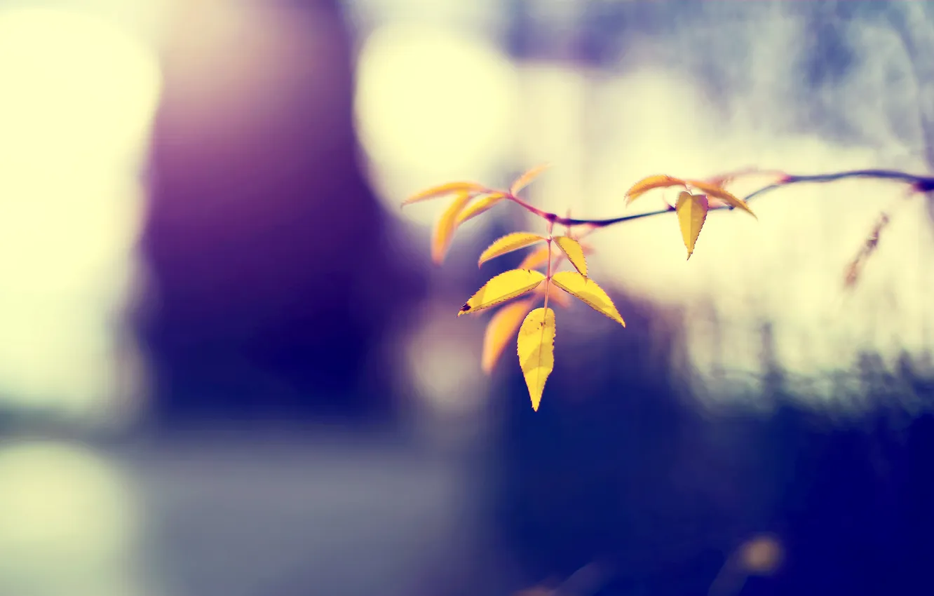 Photo wallpaper autumn, leaves, nature, focus, branch, yellow