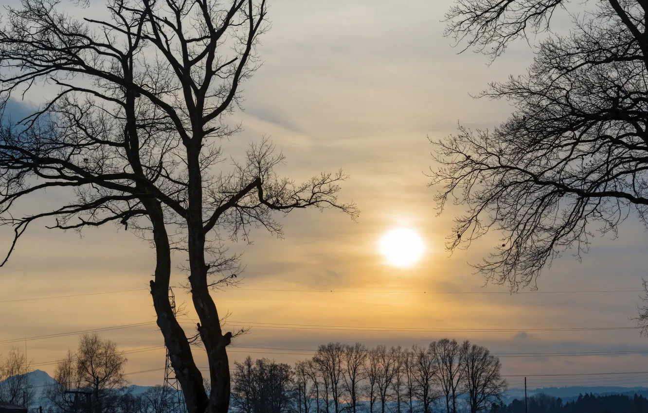 Photo wallpaper trees, sunset, wire