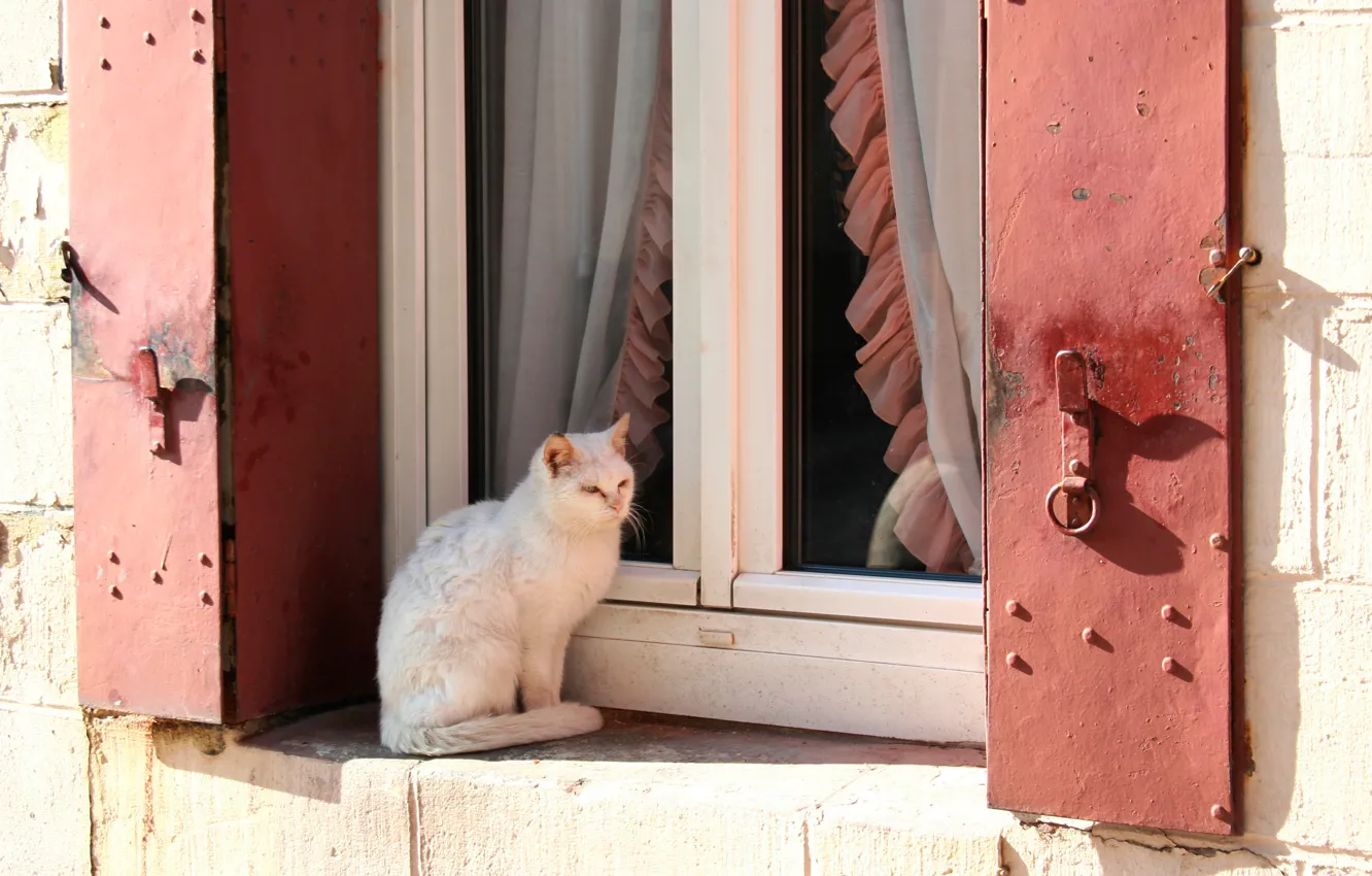 Photo wallpaper cat, white, cat, the sun, window, blinds