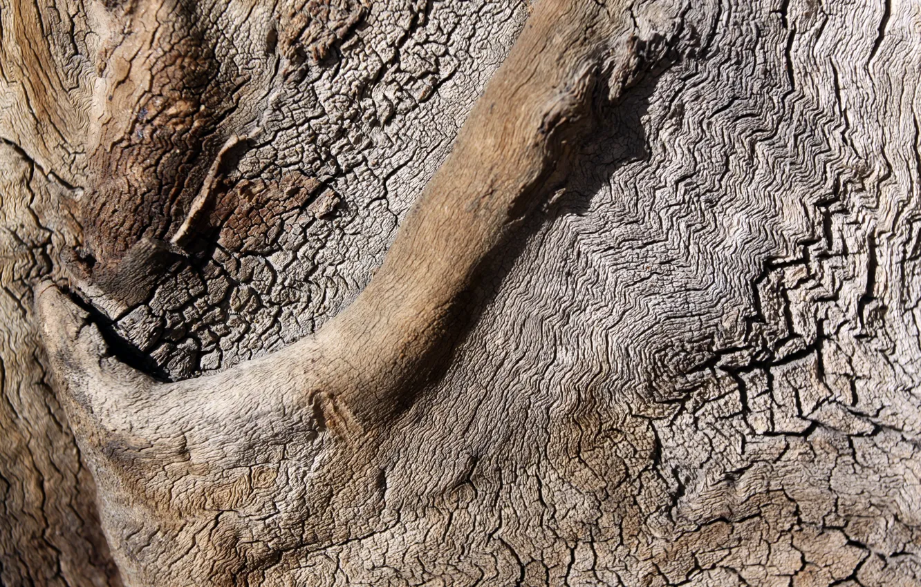 Photo wallpaper background, tree, bark