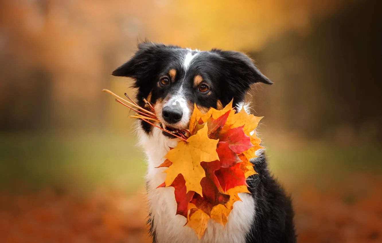 Photo wallpaper autumn, face, leaves, dog, maple leaves, bokeh, Ekaterina Kikot, Boder collie