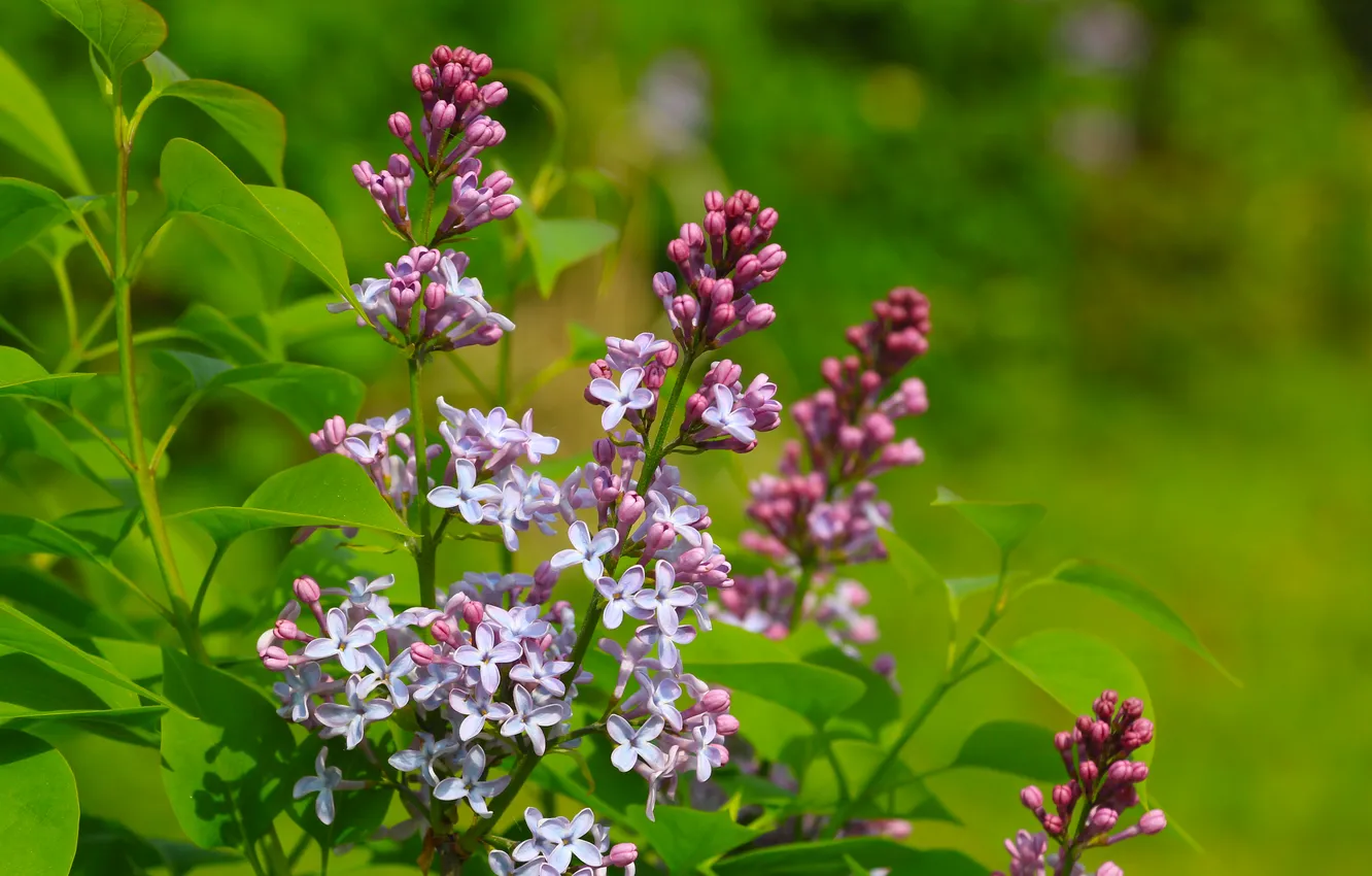 Photo wallpaper flower, spring, lilac, twig, blooming