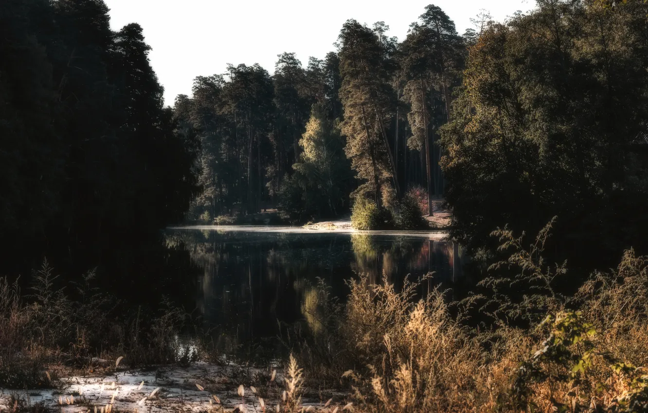 Photo wallpaper forest, trees, water, lake