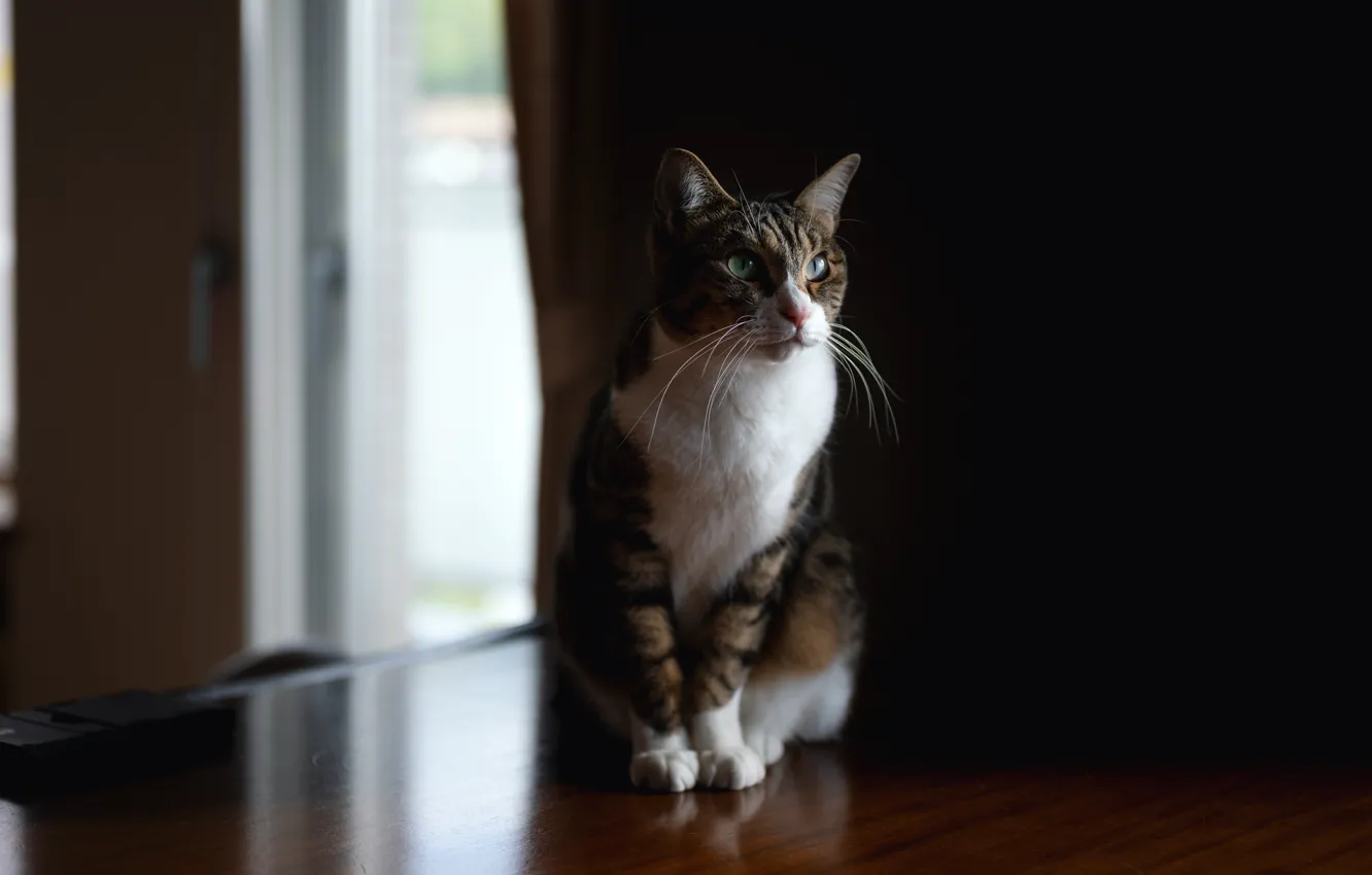Photo wallpaper cat, cat, grey, room, twilight, sitting, striped, odd-eyed