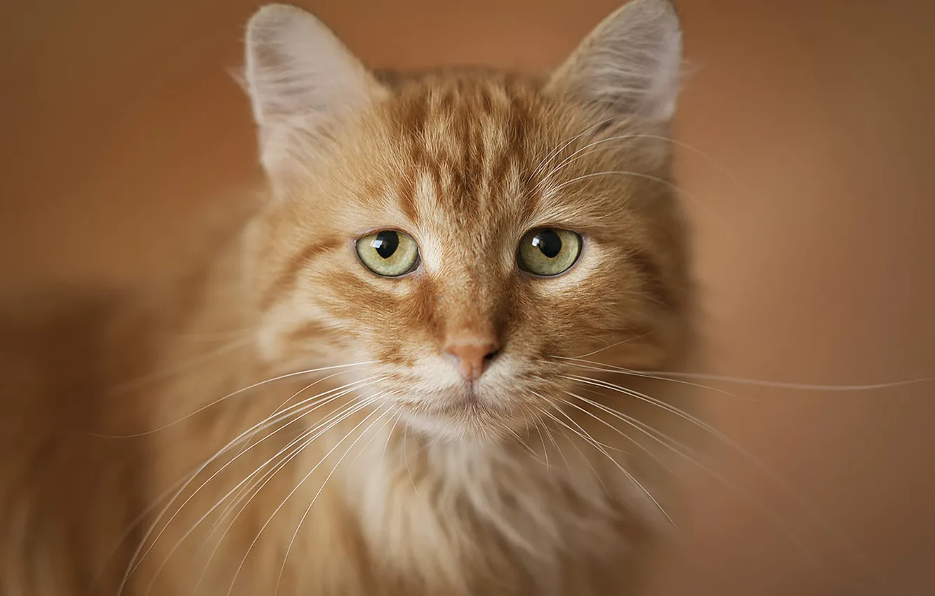 Photo wallpaper cat, portrait, red