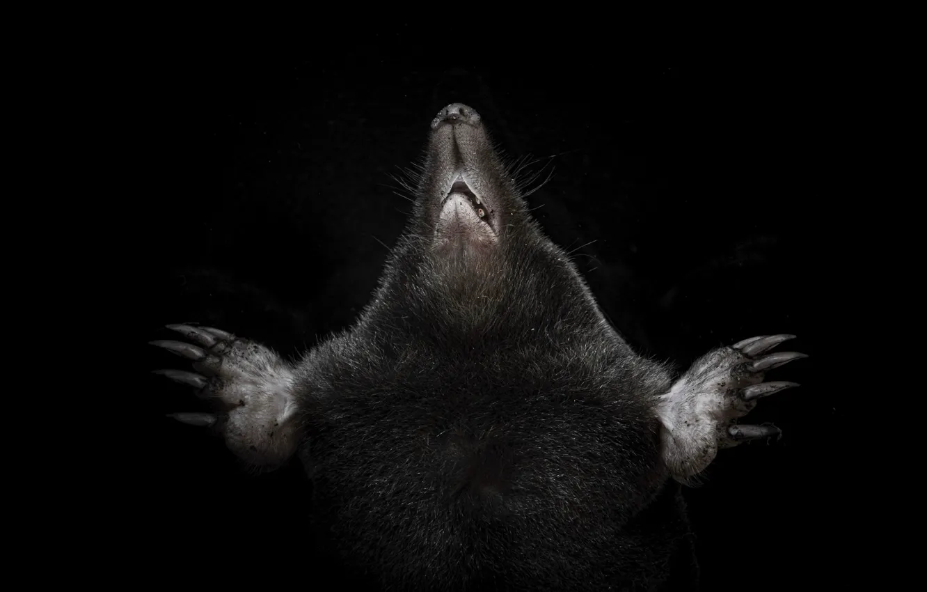 Photo wallpaper nature, background, mole