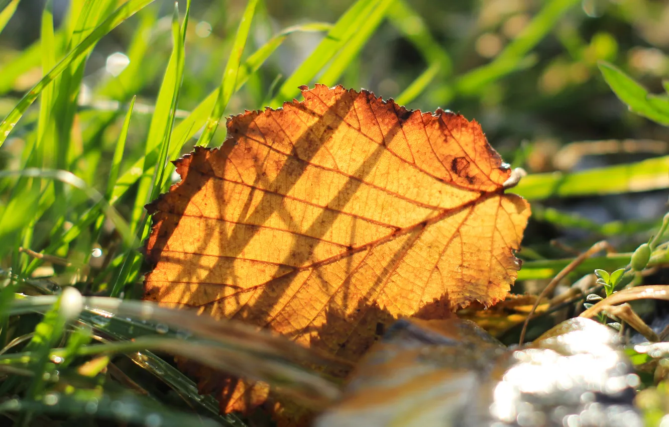 Photo wallpaper autumn, leaf, Withered