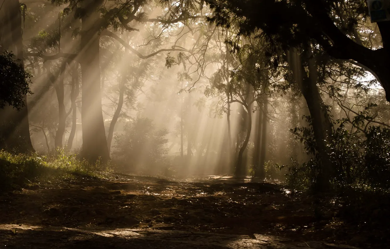 Photo wallpaper Forest, Light, Rays