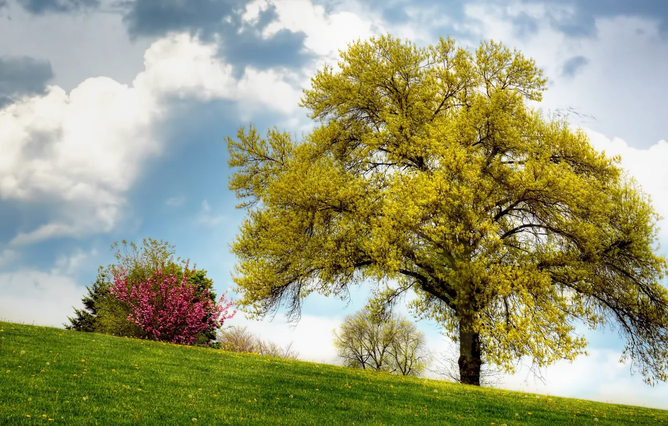 Photo wallpaper field, summer, the sky, grass, clouds, trees, dandelion, slope