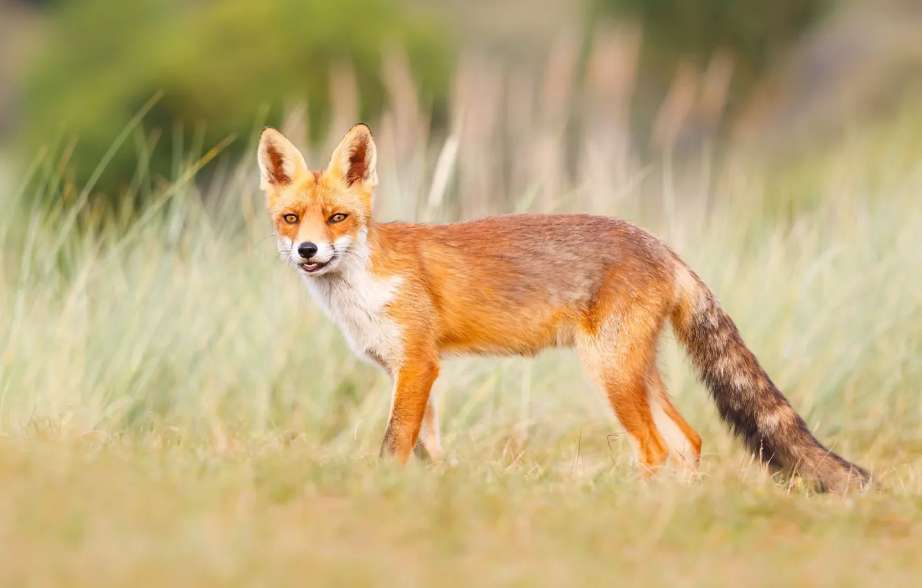 Photo wallpaper summer, grass, look, nature, pose, background, meadow, Fox