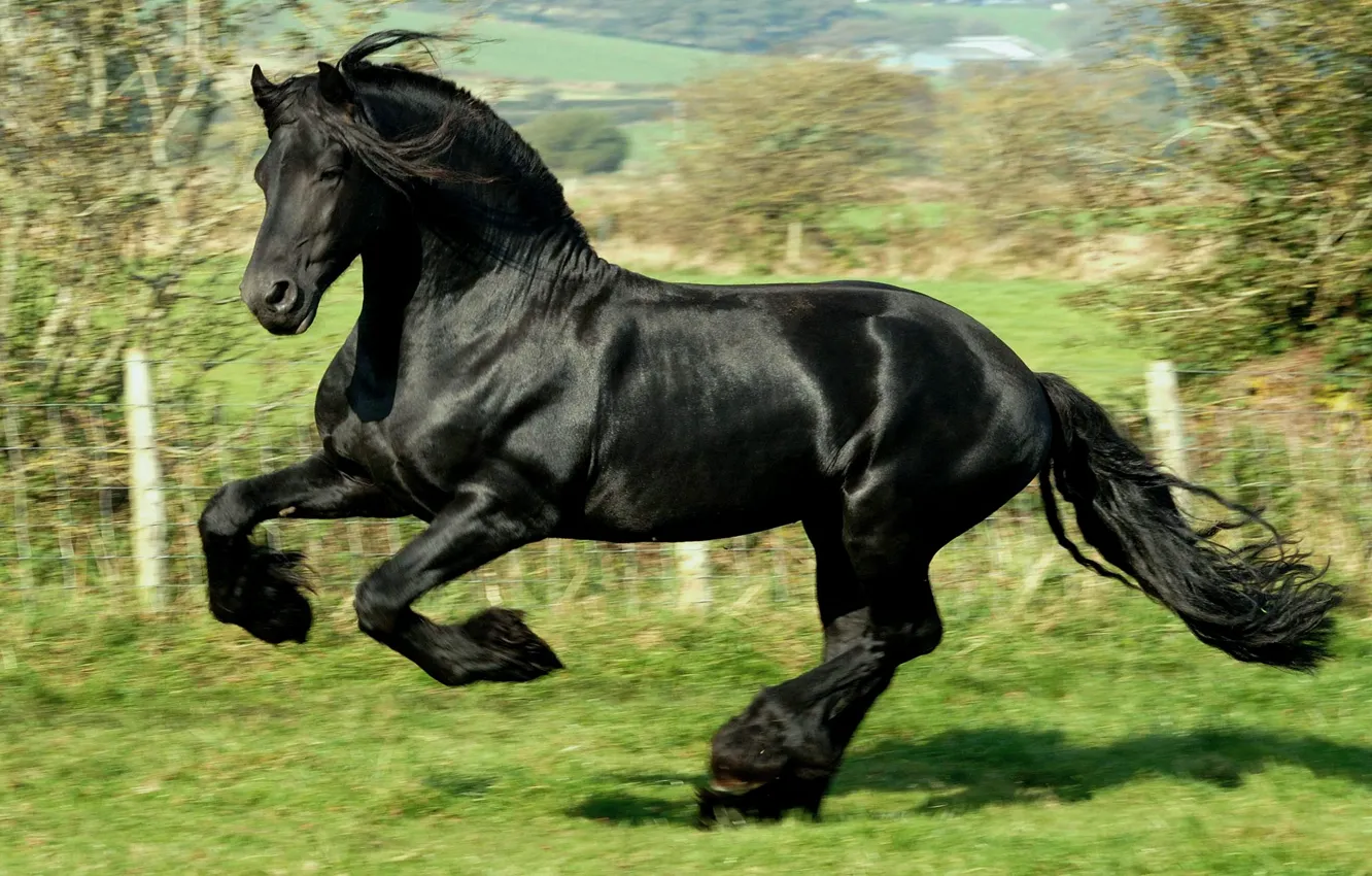 Photo wallpaper black, Horse, jump, gallop, frieze