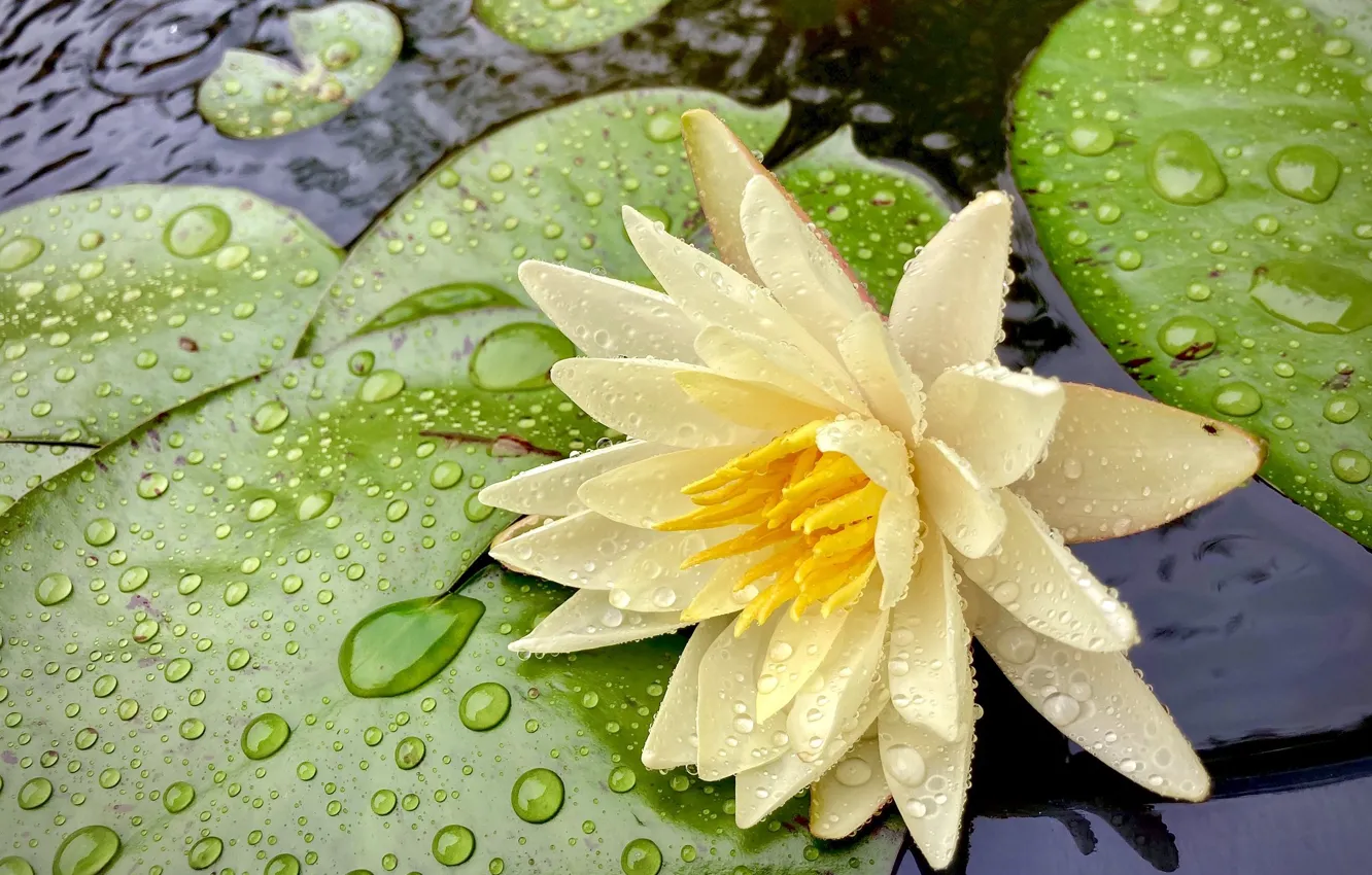 Photo wallpaper water, drops, yellow, Nymphaeum