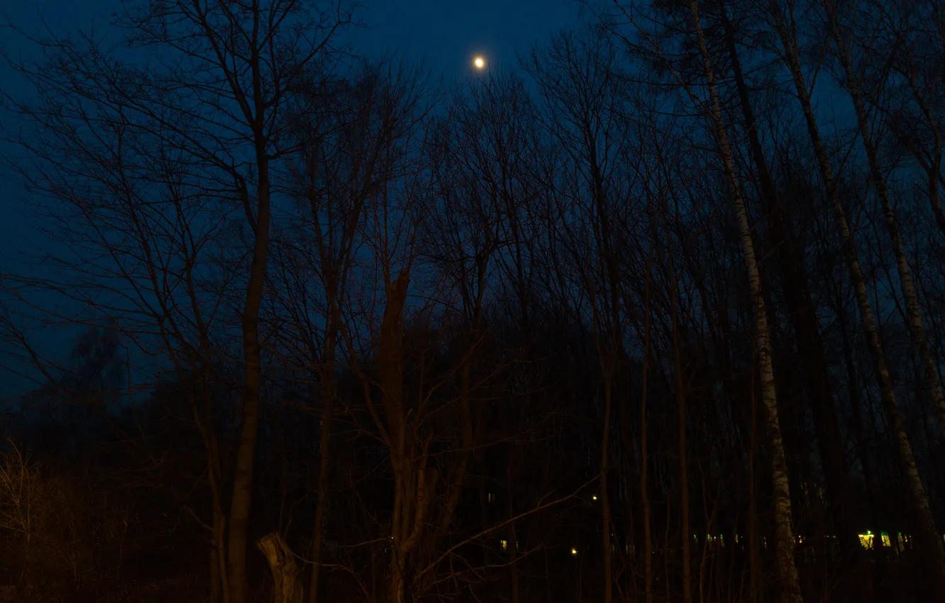 Photo wallpaper forest, the sky, trees, night, the moon, Russia, Artem