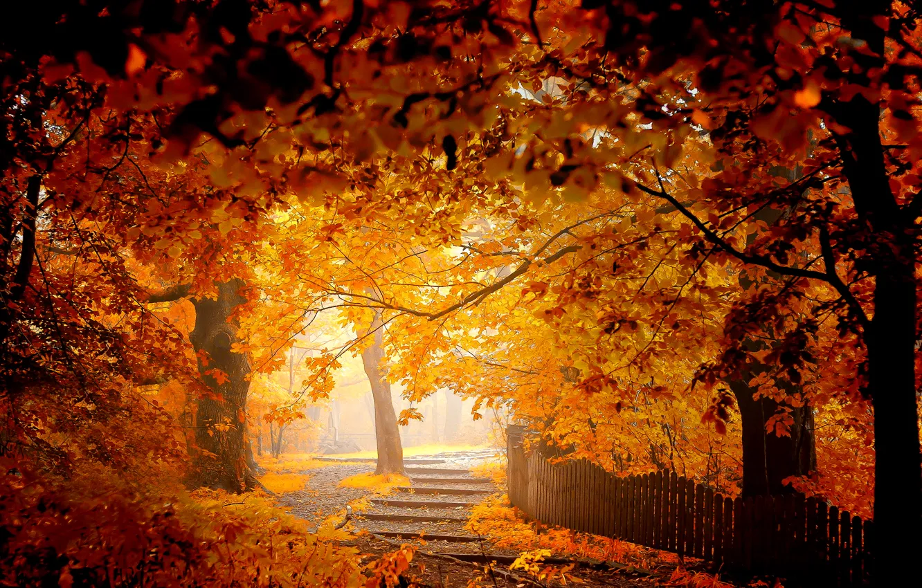 Photo wallpaper trees, Park, foliage, the fence, Autumn