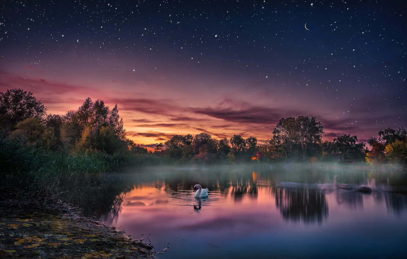 Photo wallpaper sunset, lake, bird, the evening, Swan, starry sky