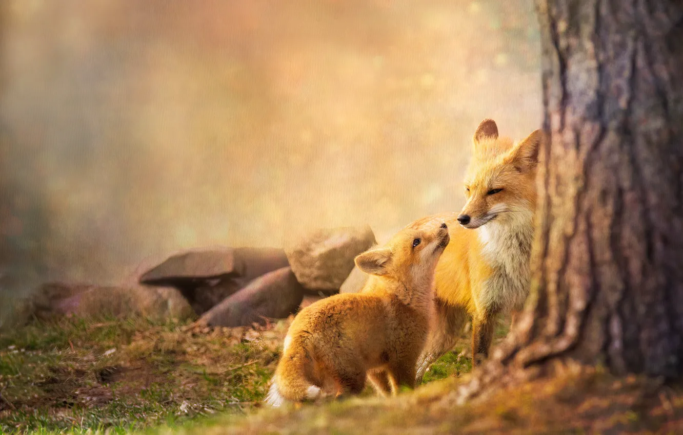Photo wallpaper trees, nature, treatment, Fox, Fox, Fox