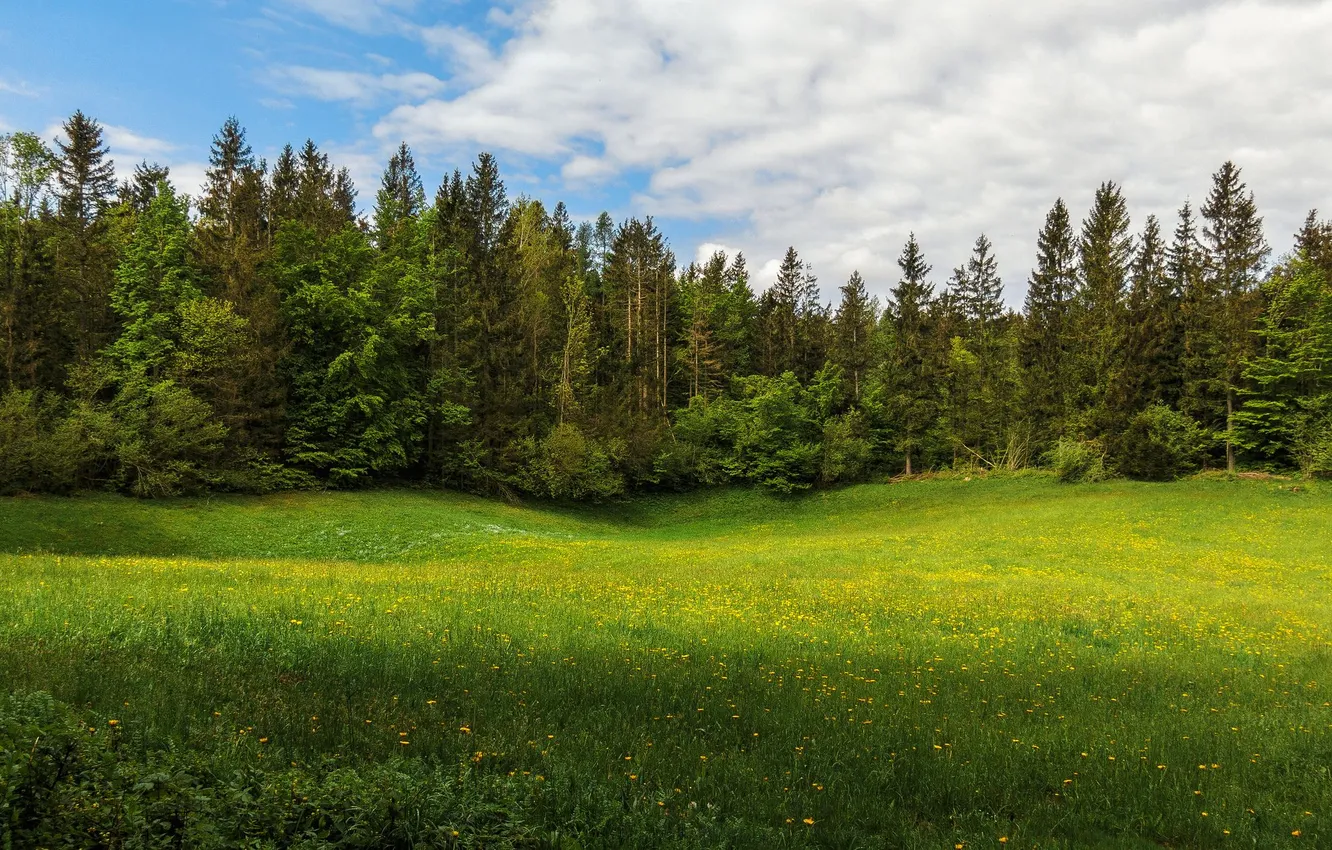 Photo wallpaper field, forest, the sky, clouds, trees, landscape, flowers, nature