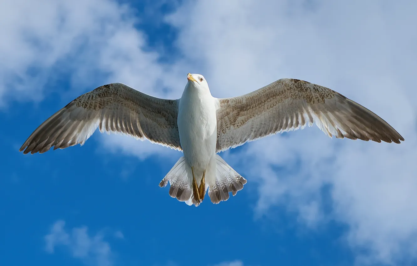 Photo wallpaper the sky, clouds, flight, bird, wings, Seagull, feathers, the scope