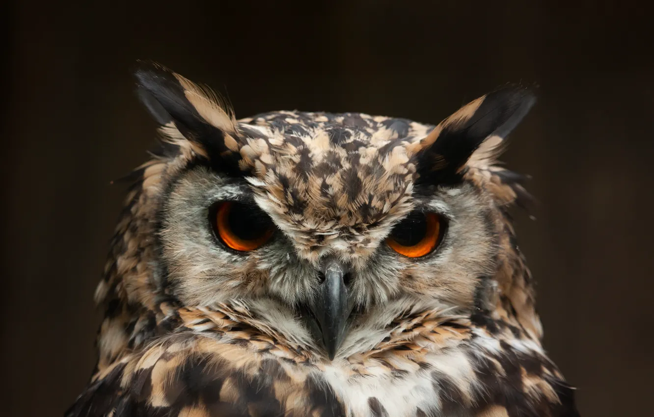 Photo wallpaper look, owl, bird, portrait, owl