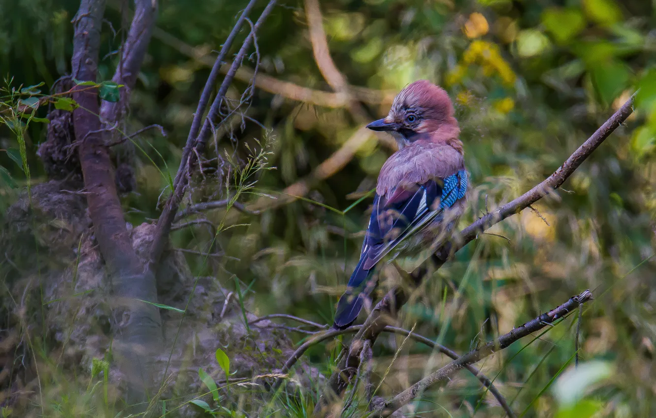 Photo wallpaper look, nature, bird, beak, Jay
