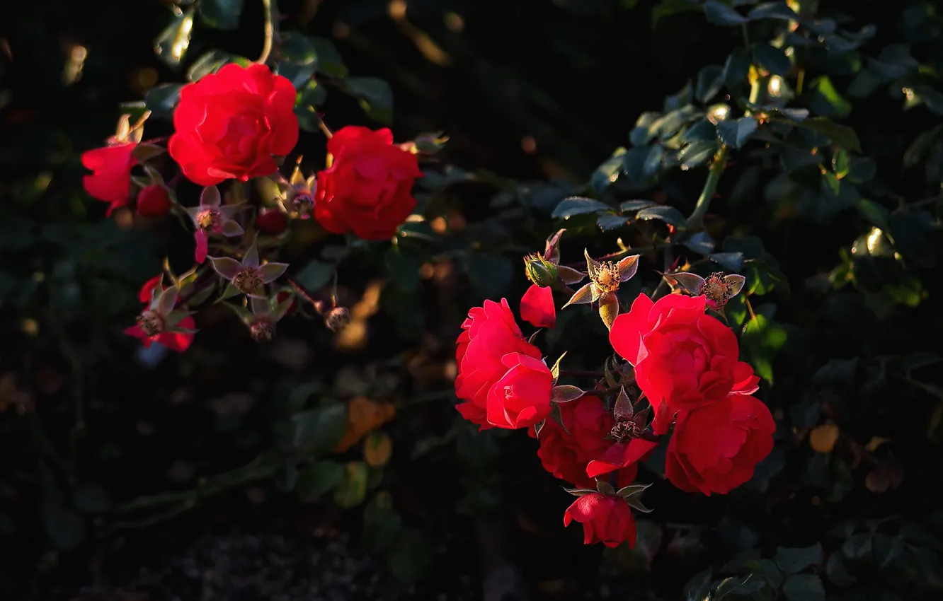 Photo wallpaper leaves, branches, the dark background, roses, garden, red, al, roses