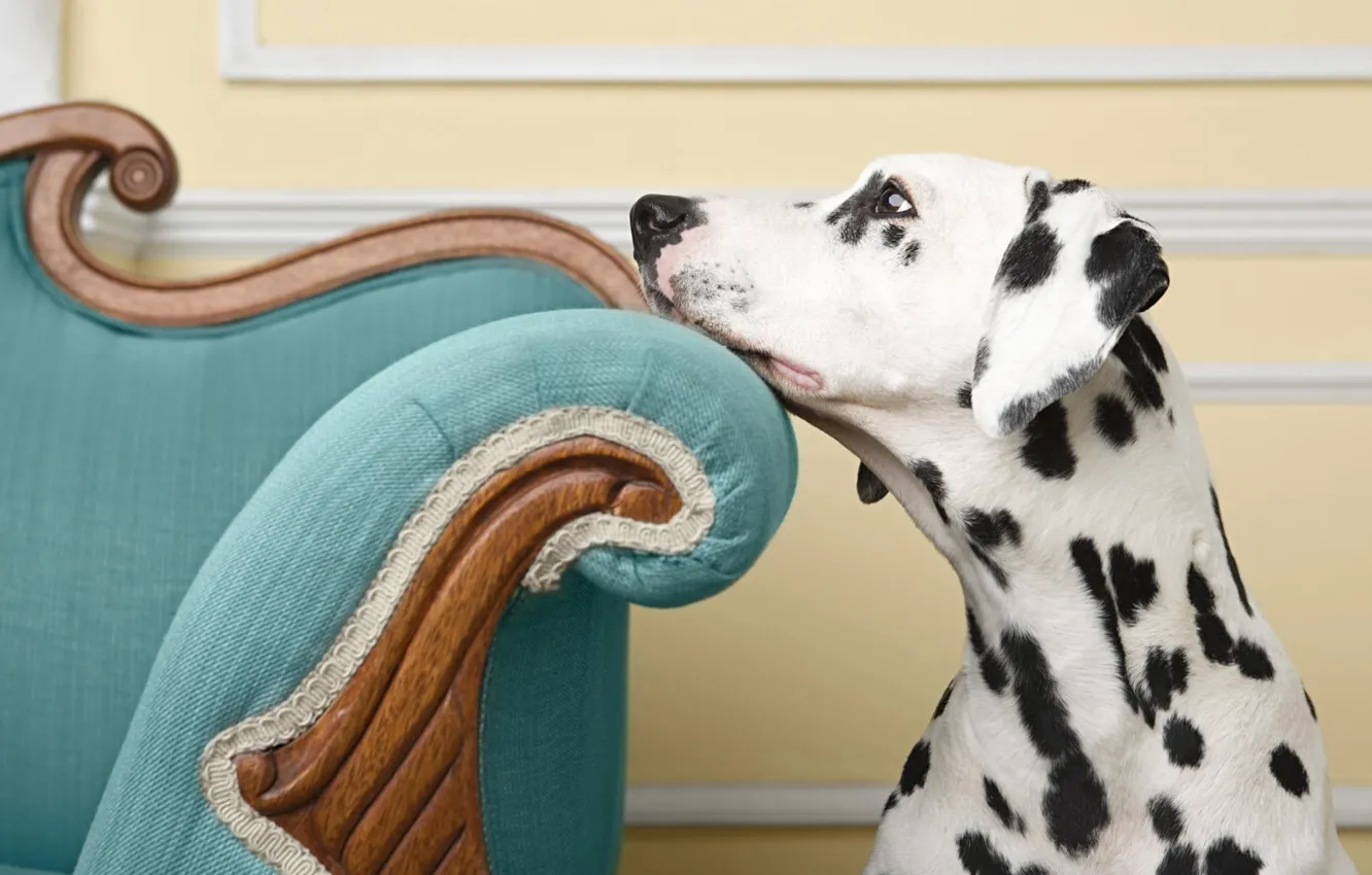 Photo wallpaper look, dog, chair, dog, Dalmatians