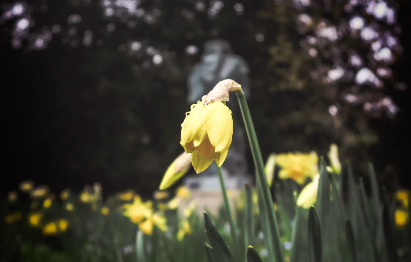 Photo wallpaper spring, yellow, flowerbed, flowers, daffodils