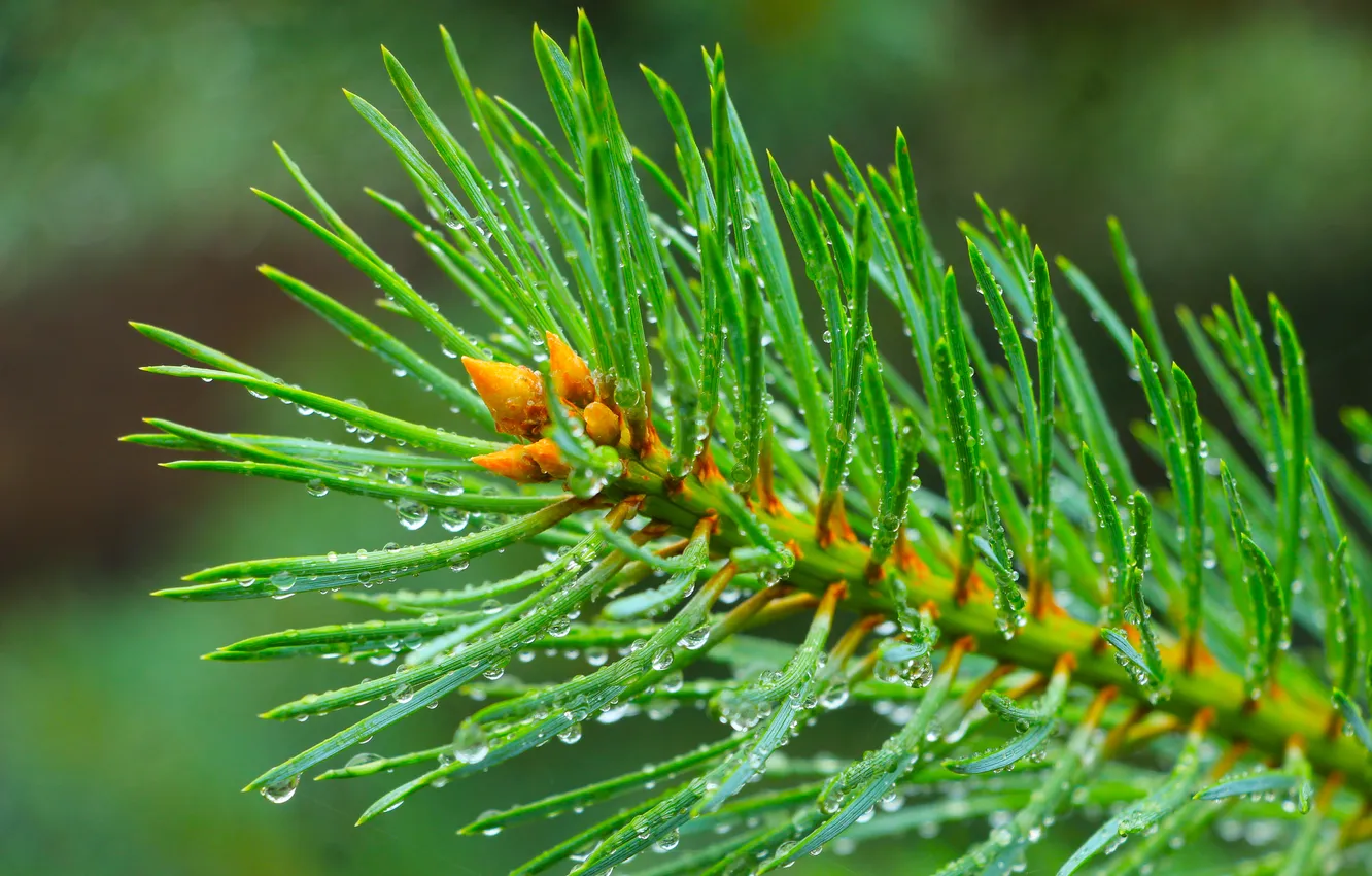 Photo wallpaper green, pine, twig