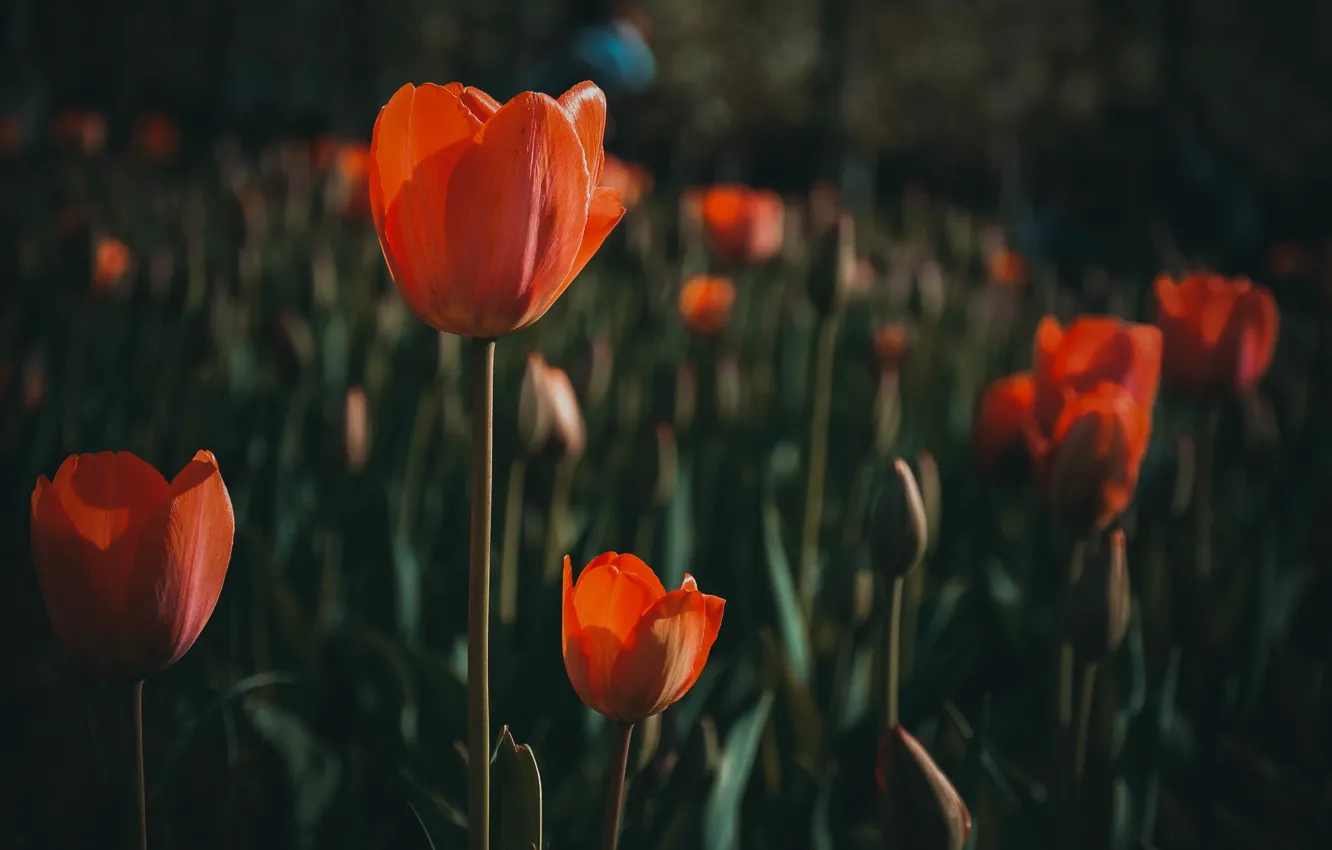 Photo wallpaper macro, landscape, flowers, orange, nature, Park, photo, dark green