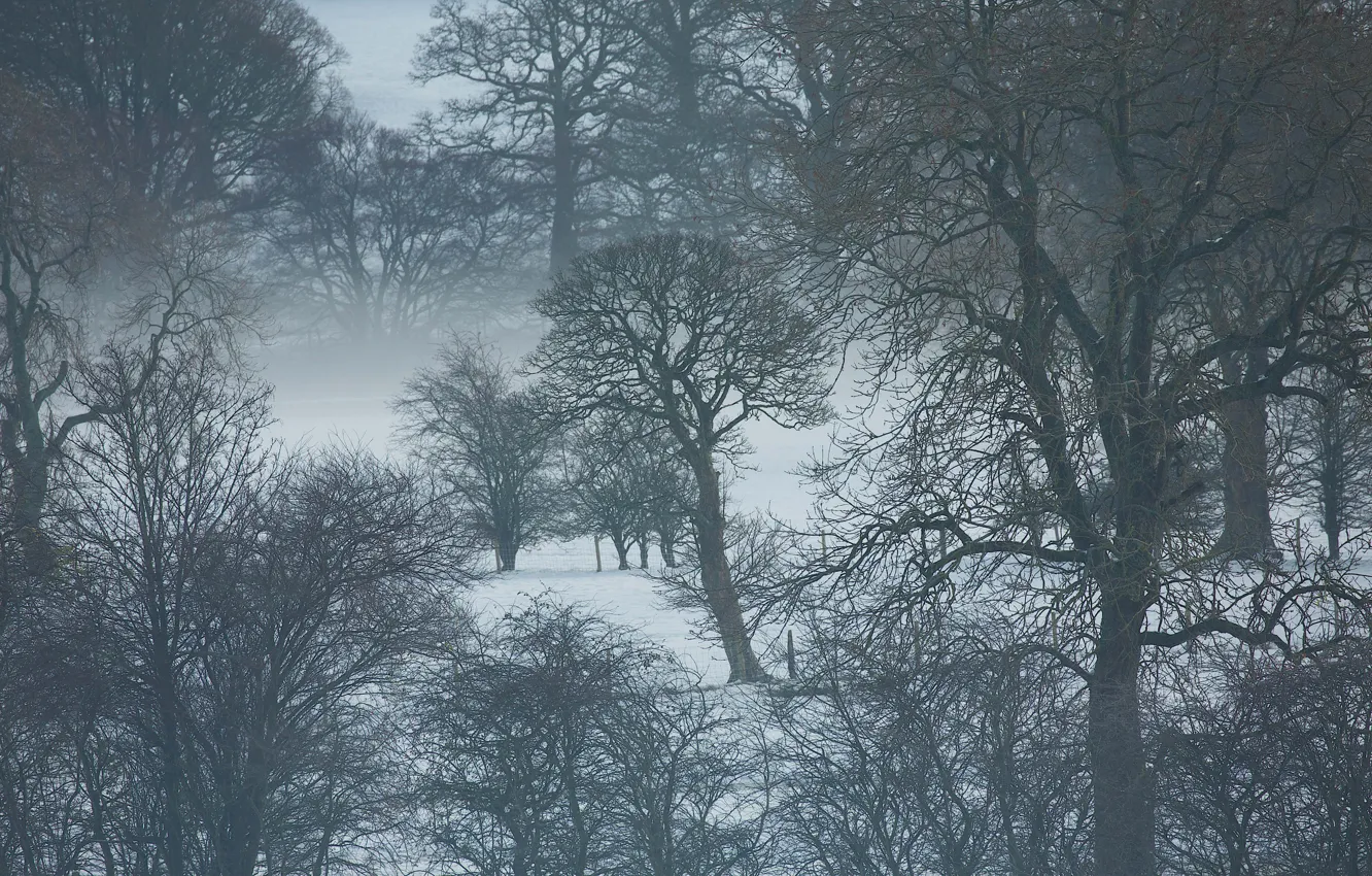 Photo wallpaper trees, winter, snow, fog, branches, mist