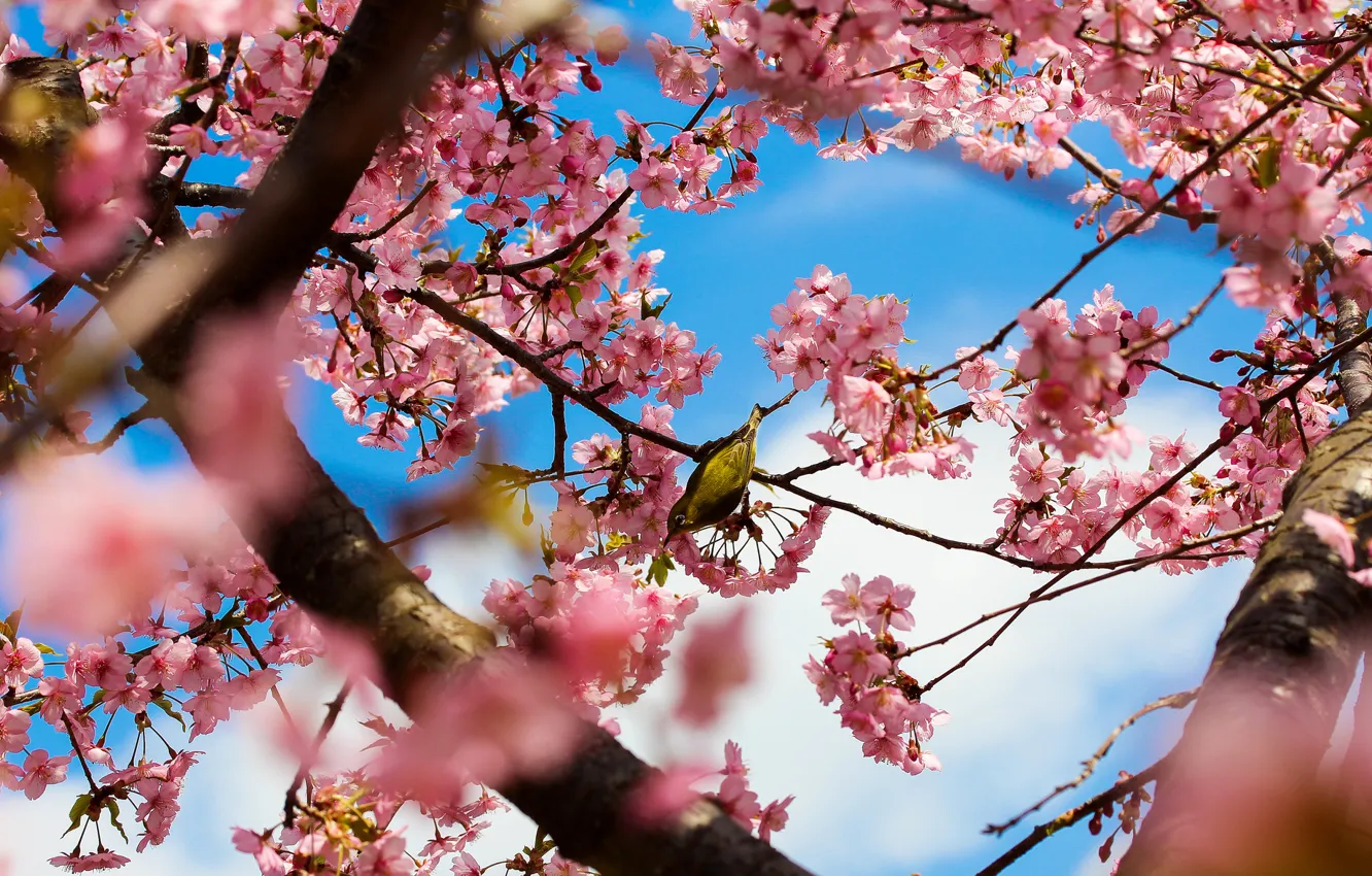 Photo wallpaper trees, flowers, branches, nature, Park, bird, spring, Japan