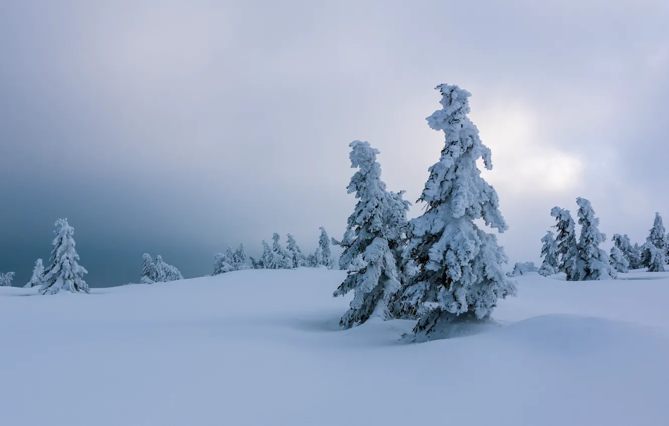 Photo wallpaper winter, snow, fog