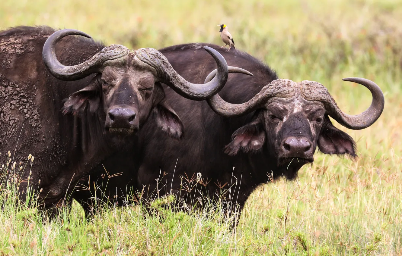 Photo wallpaper grass, look, face, background, black, two, portrait, wool