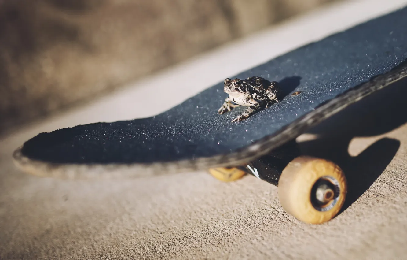 Photo wallpaper background, street, frog