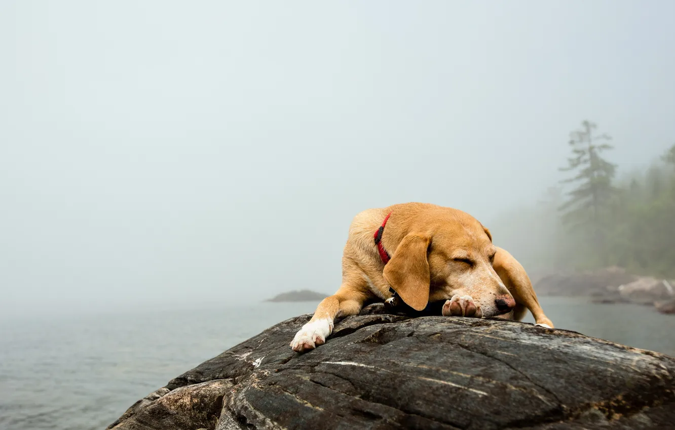 Photo wallpaper stones, each, dog