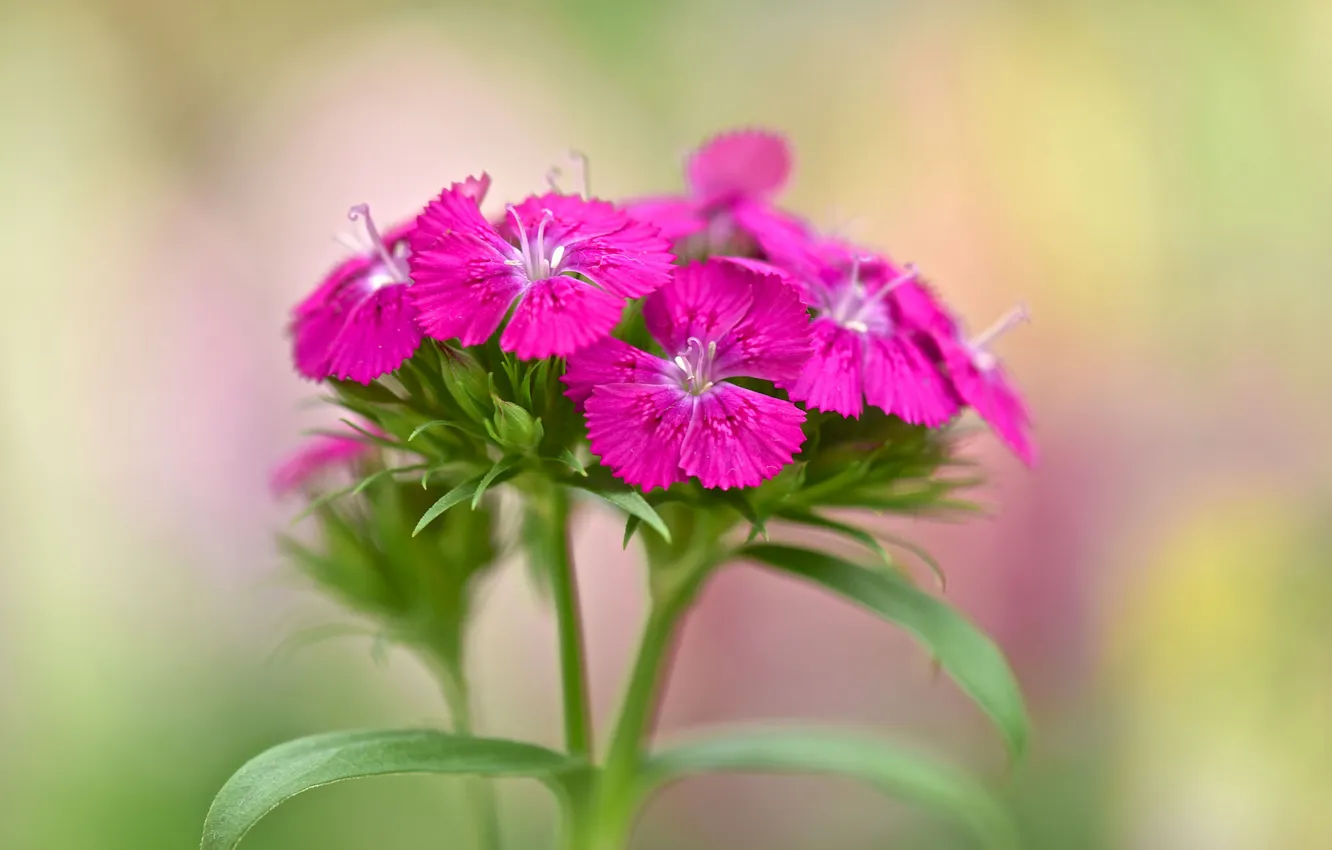 Photo wallpaper leaves, macro, petals, stem, inflorescence
