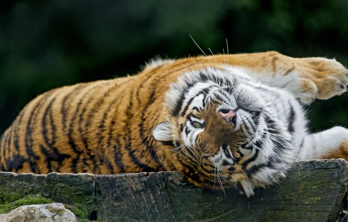 Photo wallpaper cat, tiger, stay, Amur, ©Tambako The Jaguar