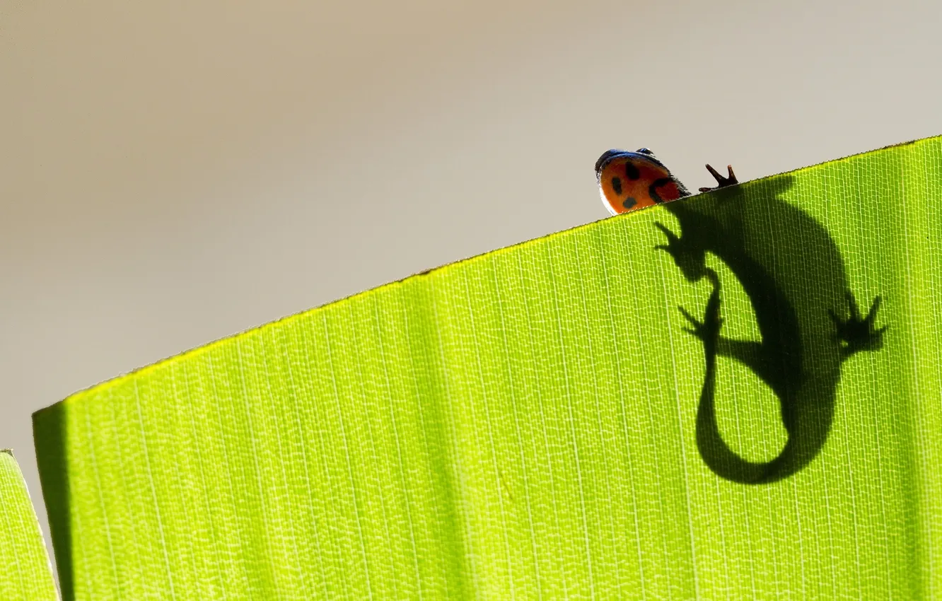 Photo wallpaper leaves, macro, lizard
