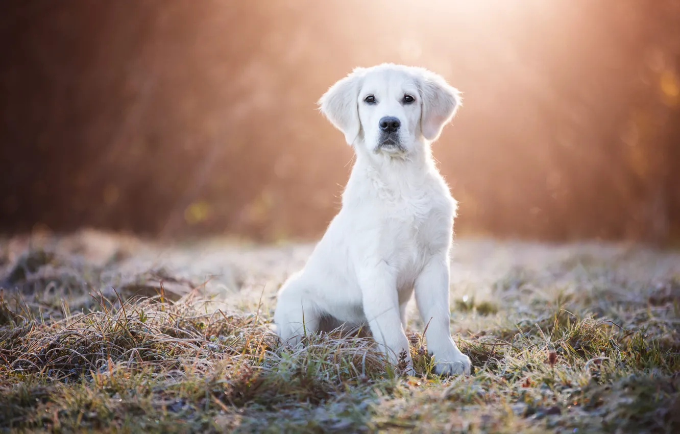 Photo wallpaper frost, white, grass, look, rays, light, nature, pose