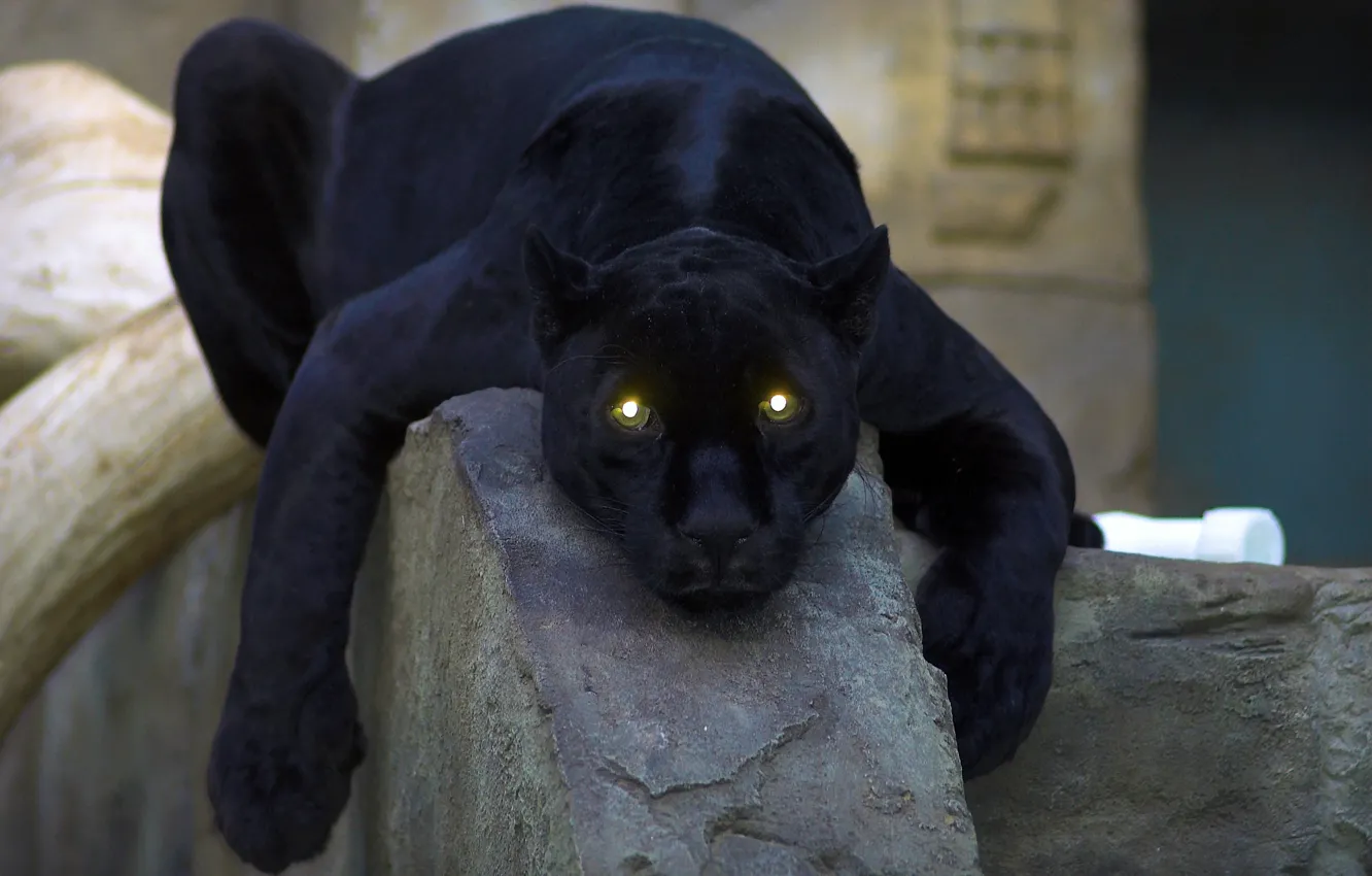 Photo wallpaper cat, eyes, Panther, black, panther