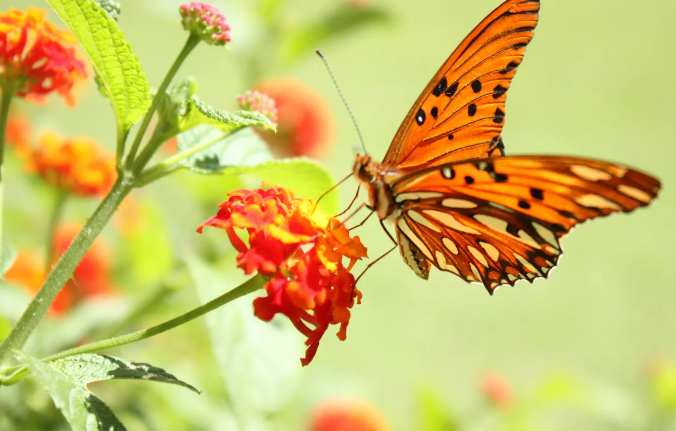 Photo wallpaper macro, flowers, butterfly, brightness