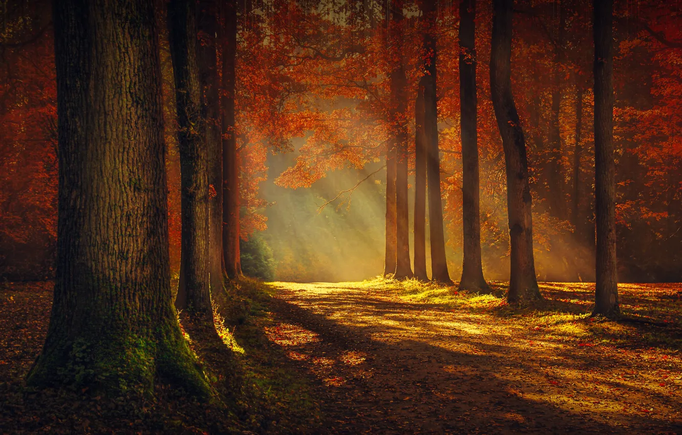 Photo wallpaper forest, light, trees, nature, morning