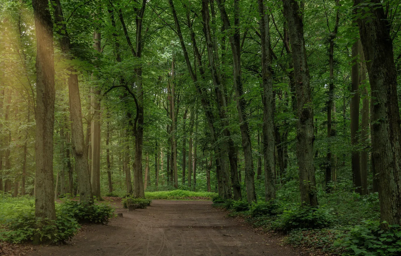 Photo wallpaper road, forest, summer, trees